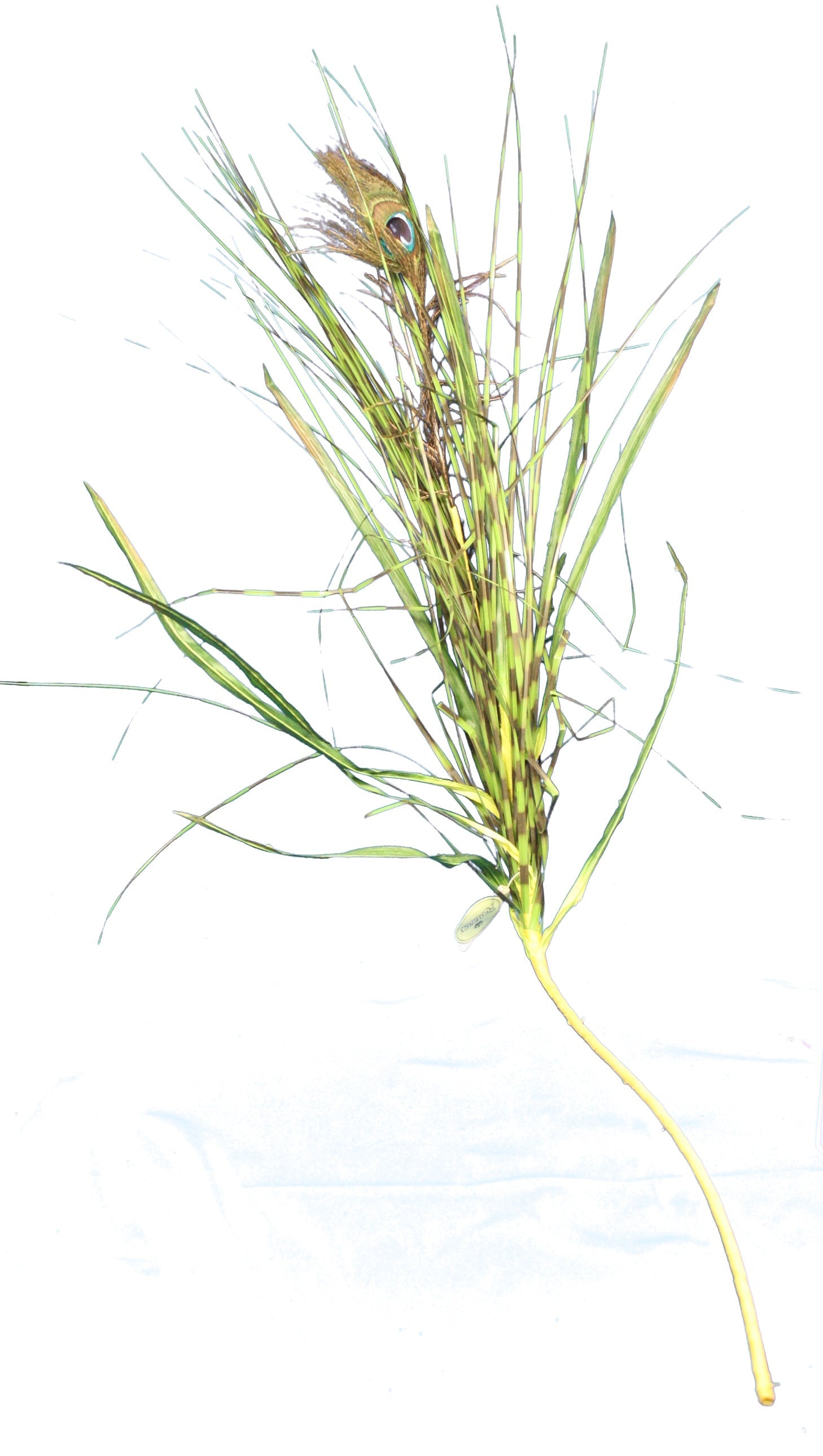 Peacock Feather Grass