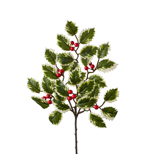 Variegated Holly Pick 16"