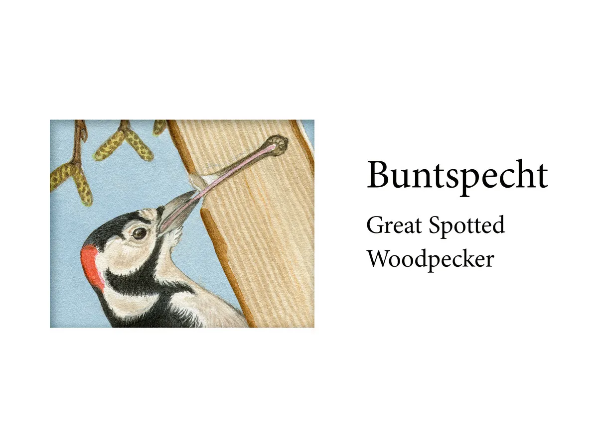Birds of Winter Advent Calendar with Sound