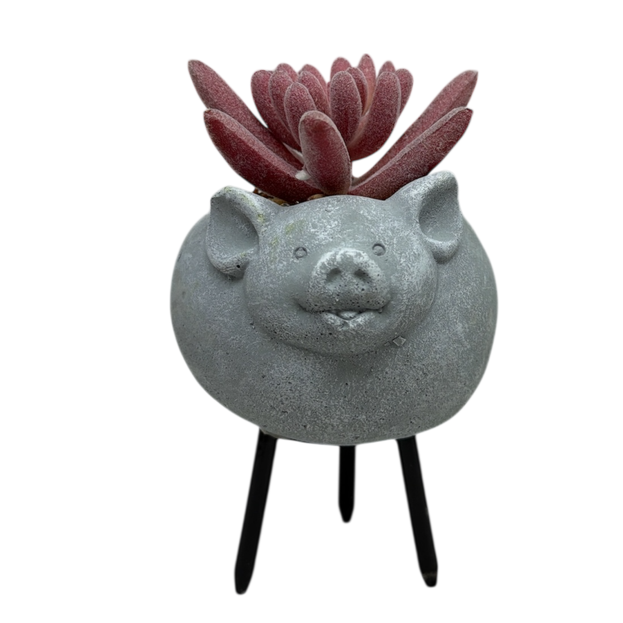 Faux Pink Succulent In Planter - Pig