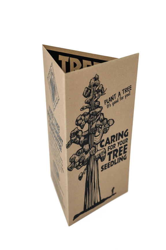 Grow your Own Christmas Tree - Blue Spruce