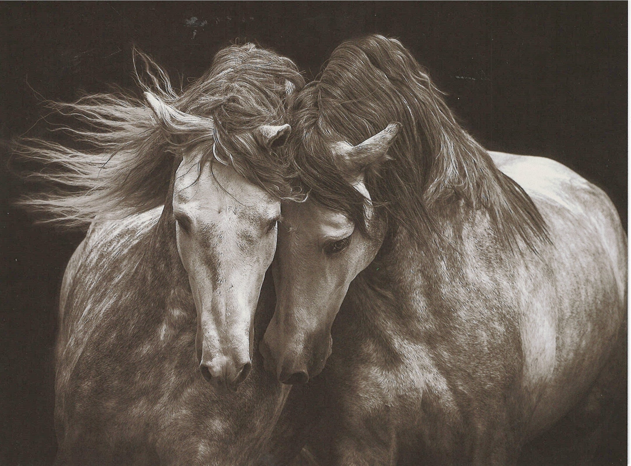 Kindred Spirits Greeting Card - Blank Card