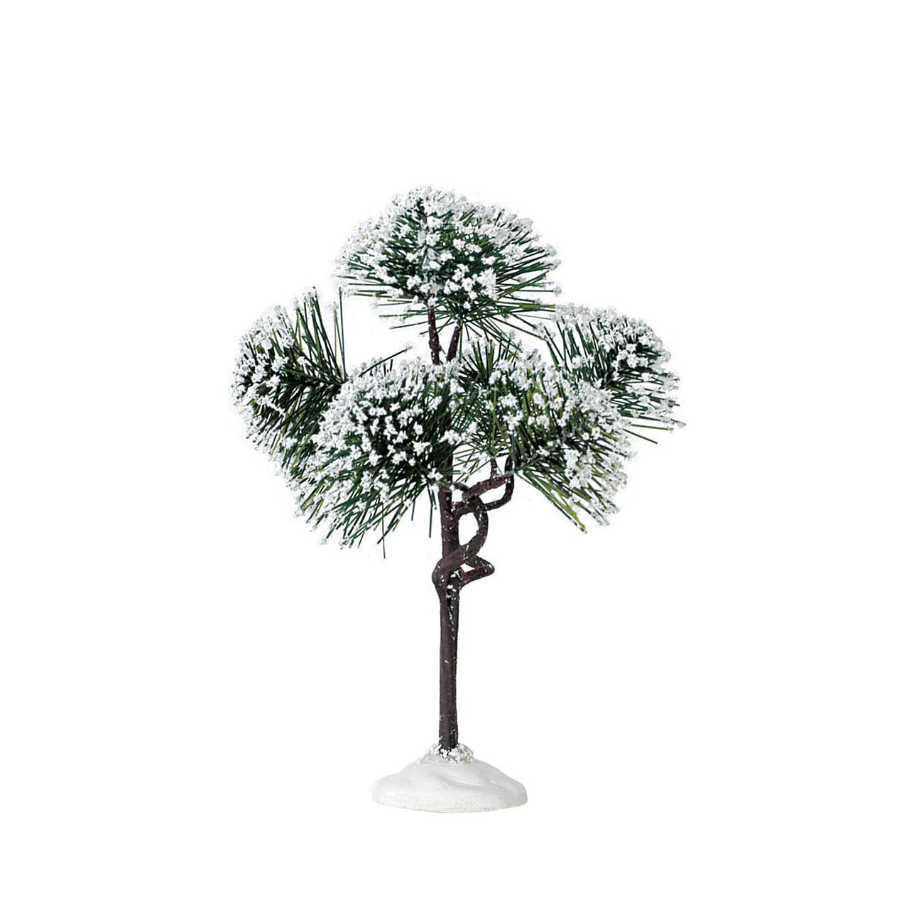 Mountain Pine Tree - 6 Inch