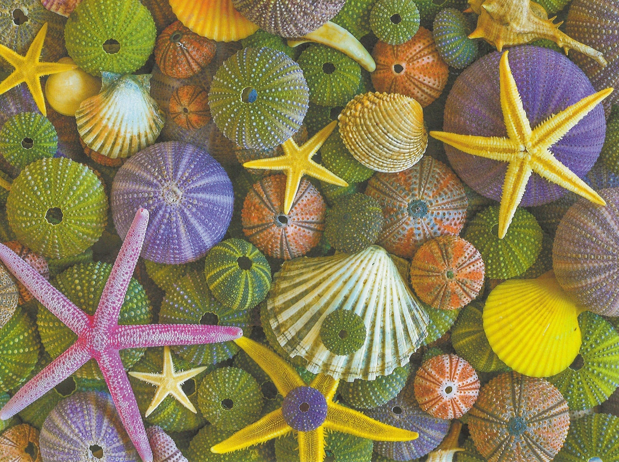 Ocean Treasures Greeting Card - Blank Card